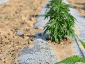 3875621c-b501-4d74-a24b-abb7d169c408