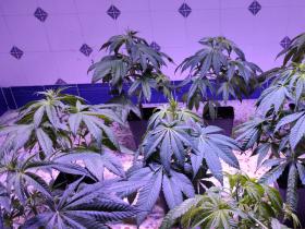 17f5f966-3dbd-4947-8f77-05a2d1a96764