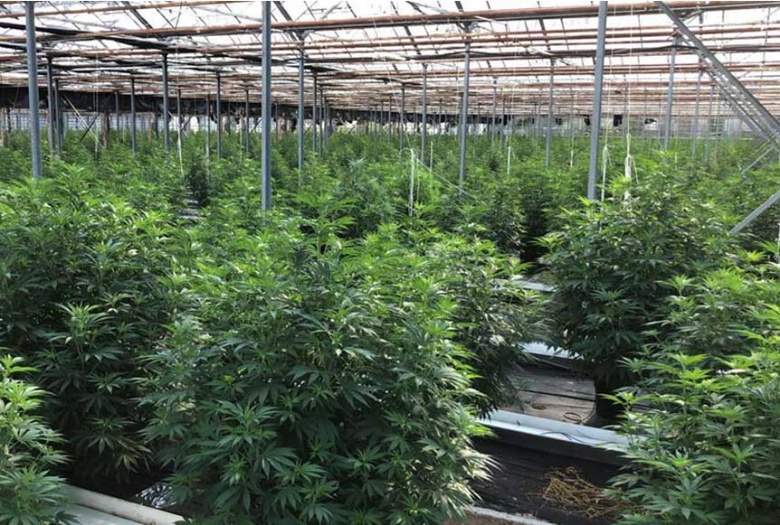 Excellent Quality CBD Trim