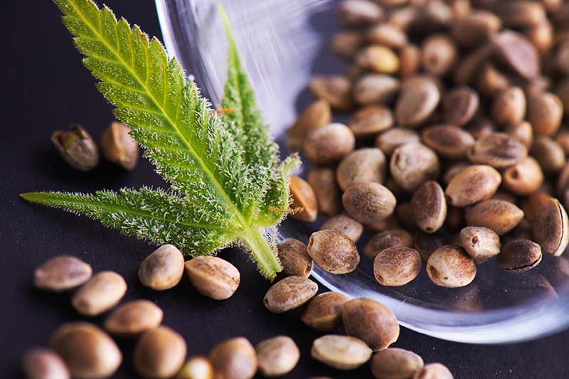 High CBD Feminized Seeds